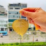 Lá Bồ Đề mạ vàng 24K