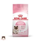  Hạt Royal Canin Mother & Baby Cat cho mèo mẹ & mèo con 