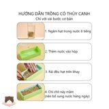  Bộ khay trồng cỏ mèo thủy canh cho mèo 