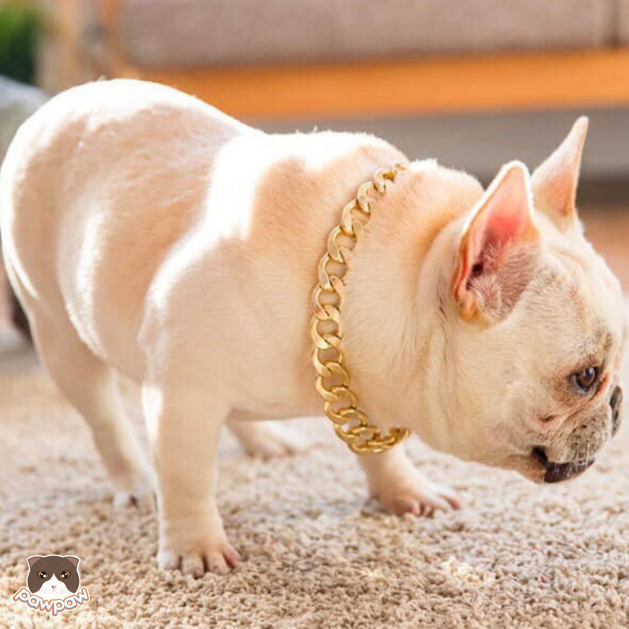  Dây chuyền vàng cho chó  mèo 