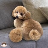  Banh hình đuôi chó Poodle Doggyman cho chó 