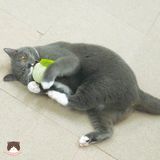  Đồ chơi sạch răng Cattyman cho mèo 