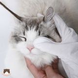  Găng tay tắm khô, khử mùi cho chó mèo 