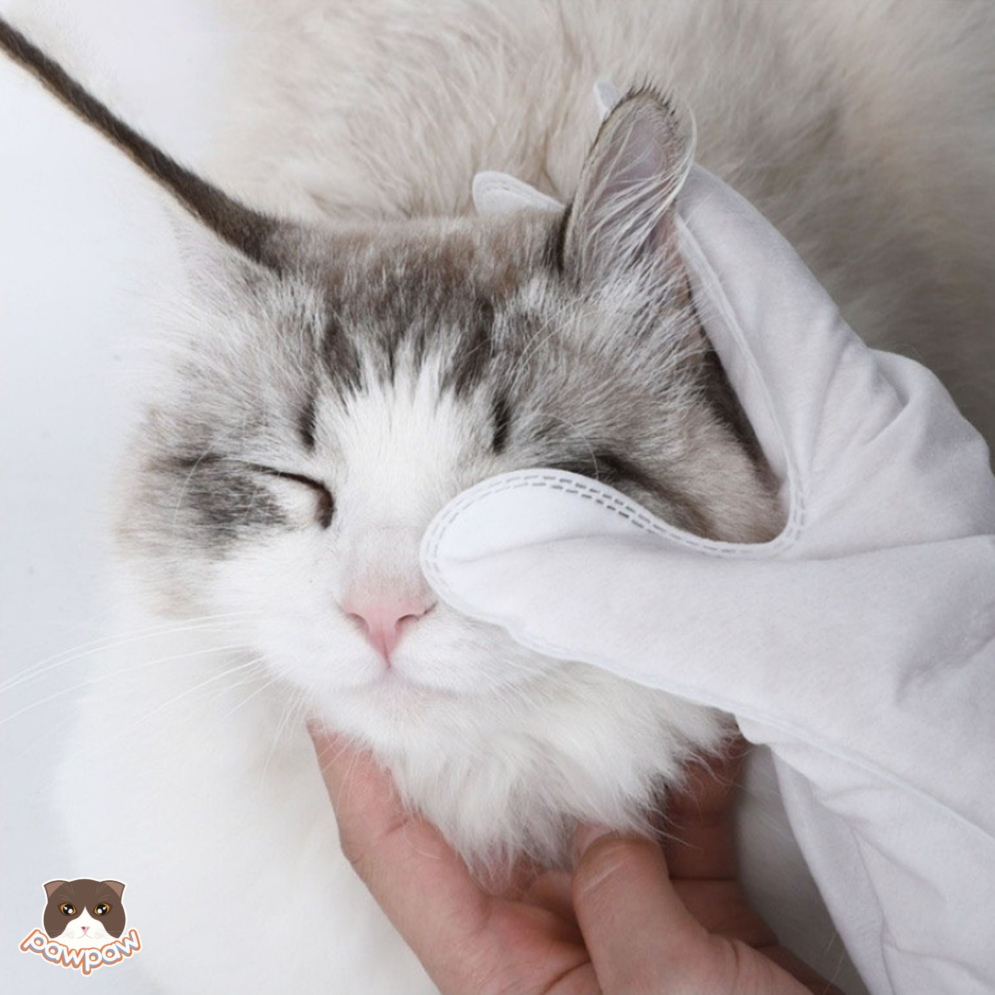  Găng tay tắm khô, khử mùi cho chó mèo 