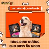  Hạt Ganador Adult cho chó trưởng thành 