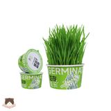  Lon trồng cỏ mèo tươi Hazai cho mèo 