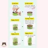  Lon trồng cỏ mèo tươi Sun Sun 
