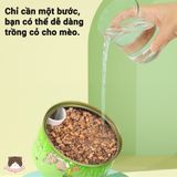  Lon trồng cỏ mèo tươi Sun Sun 