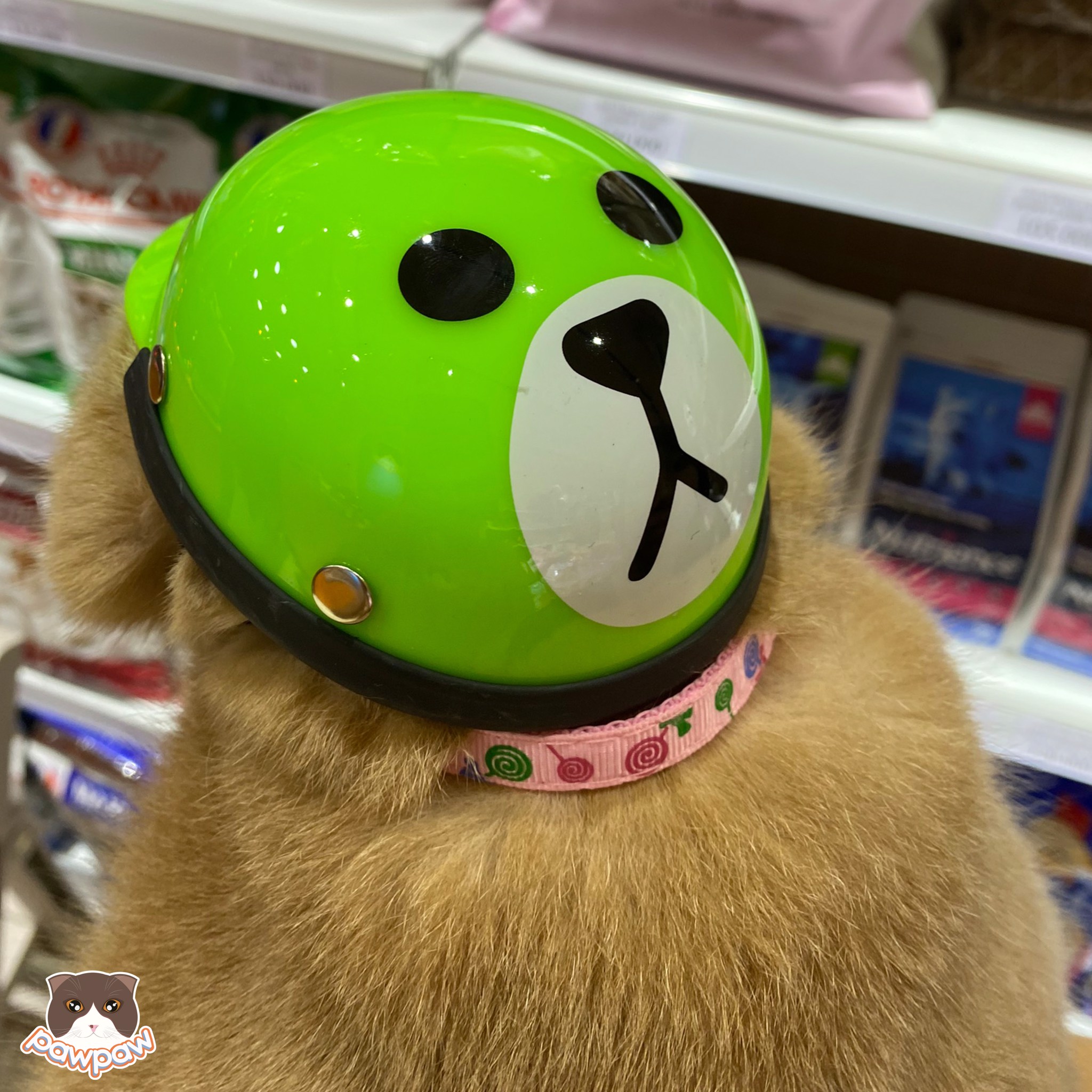  Nón bảo hiểm cho chó mèo 