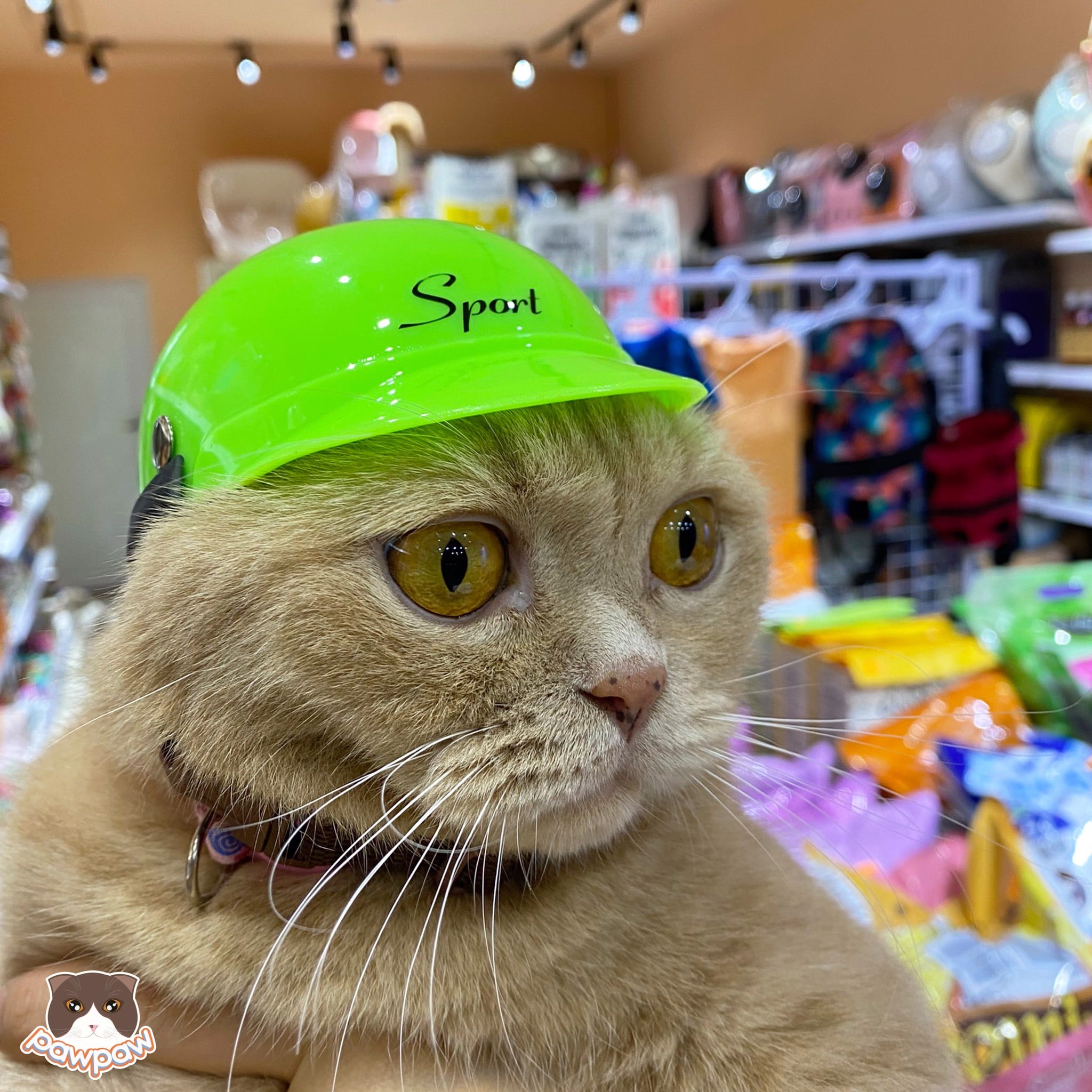  Nón bảo hiểm cho chó mèo 