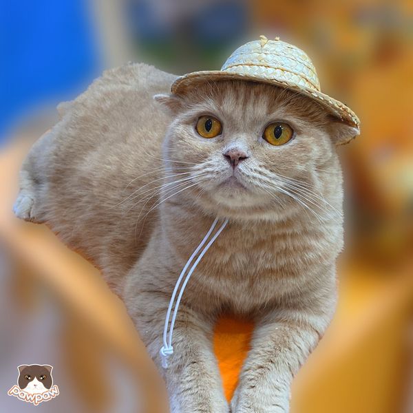  Nón cói cho chó mèo 