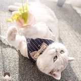  Yếm nơ kèm dây dắt cho chó mèo 