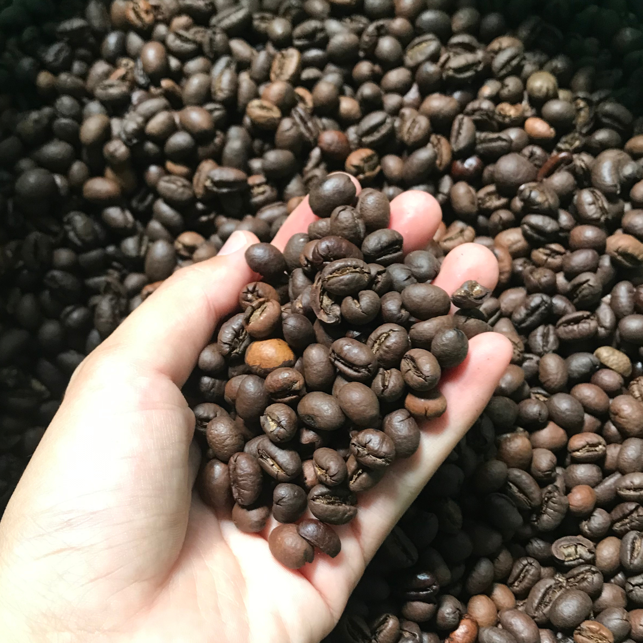  Roasted Coffee 