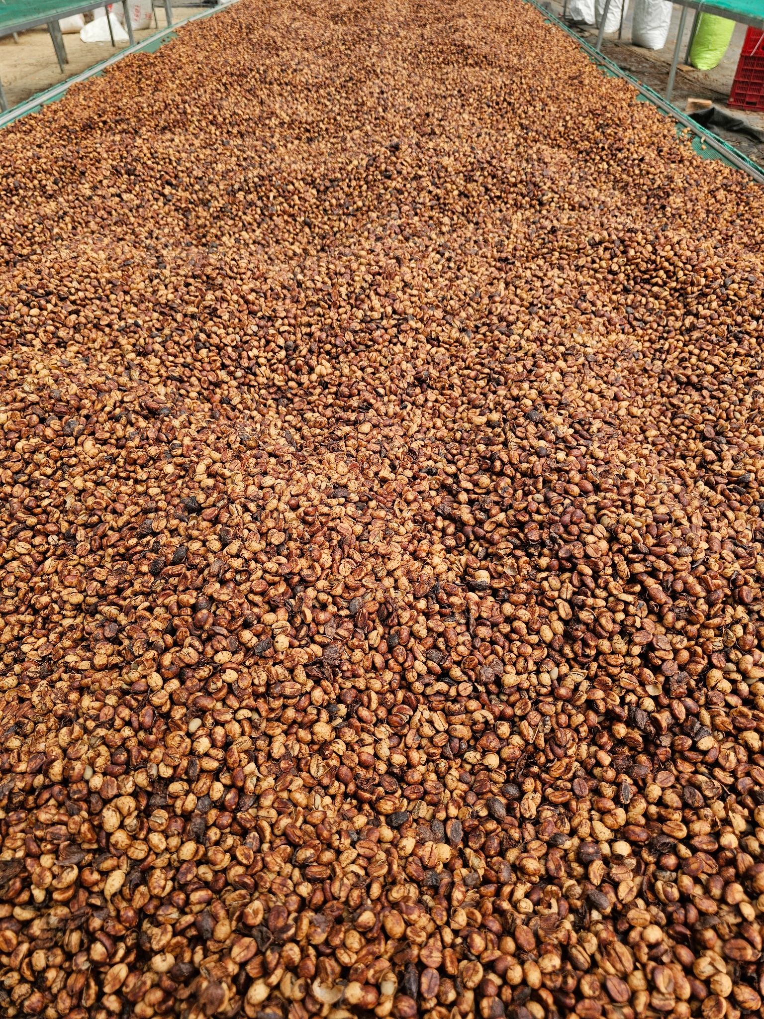  Robusta Vietnam Factory High quality Roasted Coffee beans 