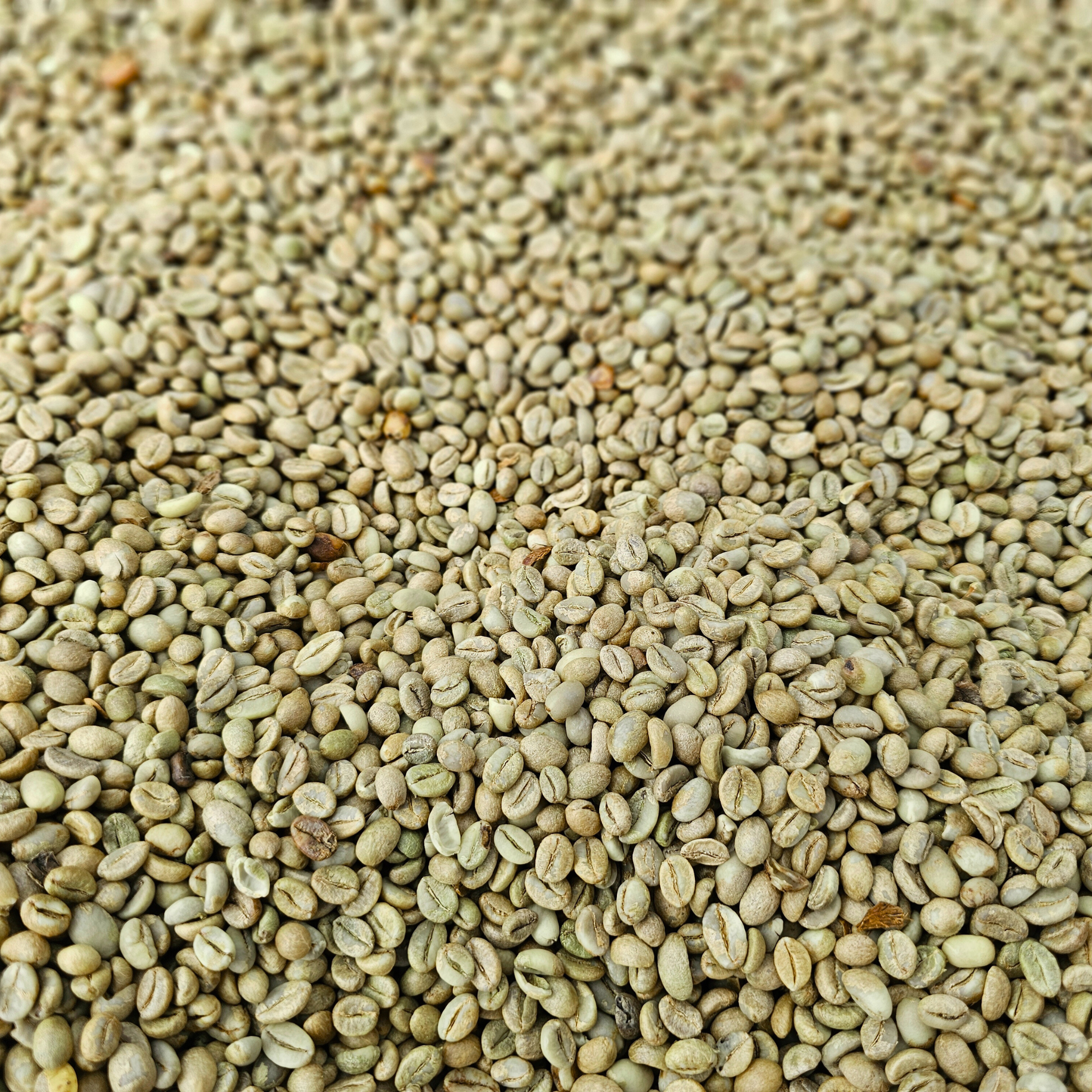  Green Coffee Beans 