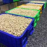  Cashew Kernel 