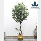  CG5 - CÂY BẠCH ĐẰNG 