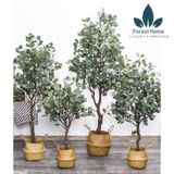  CG5 - CÂY BẠCH ĐẰNG 