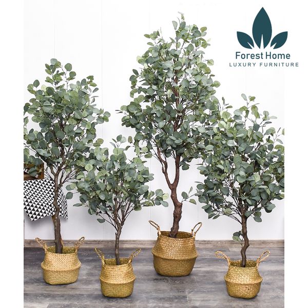  CG5 - CÂY BẠCH ĐẰNG 