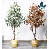  CG5 - CÂY BẠCH ĐẰNG 