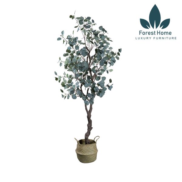  CG5 - CÂY BẠCH ĐẰNG 