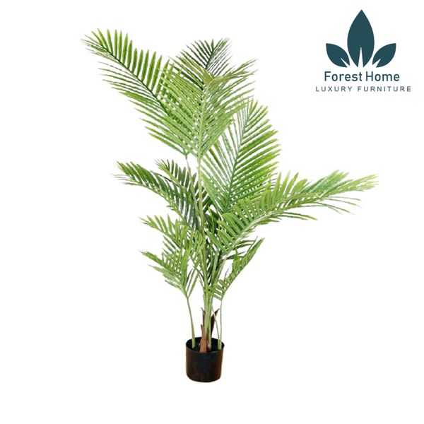  CG8 - CÂY DỪA CẢNH 