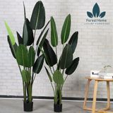  CG2 - CÂY CHUỐI DECOR 