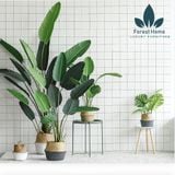  CG2 - CÂY CHUỐI DECOR 