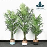  CG8 - CÂY DỪA CẢNH 