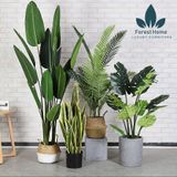  CG2 - CÂY CHUỐI DECOR 