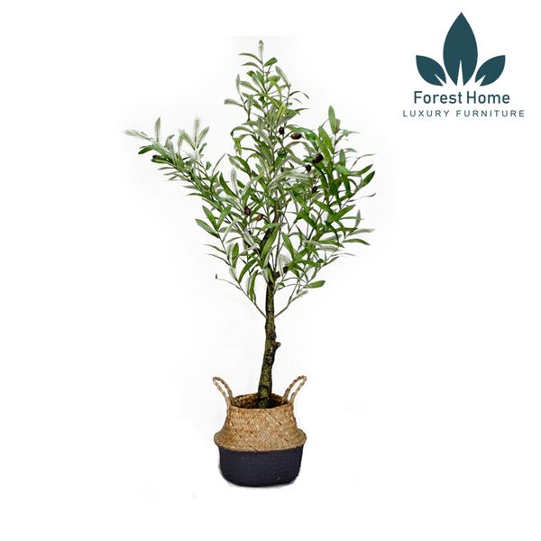  CG4 - CÂY OLIU - CÂY OLIVE 