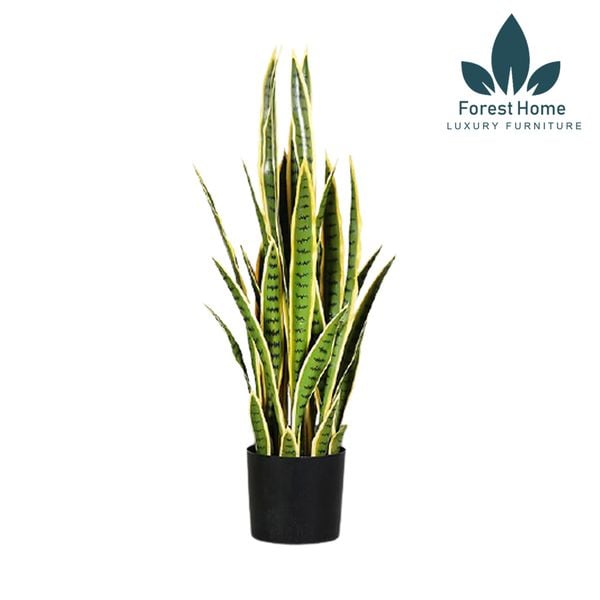  CG7 - CÂY LƯỠI HỔ 