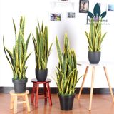  CG7 - CÂY LƯỠI HỔ 