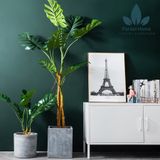  CG3 - CÂY TRẦU BÀ 