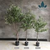  CG4 - CÂY OLIU - CÂY OLIVE 