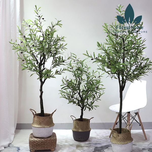  CG4 - CÂY OLIU - CÂY OLIVE 