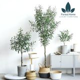  CG4 - CÂY OLIU - CÂY OLIVE 