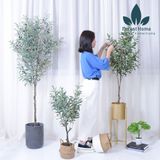  CG4 - CÂY OLIU - CÂY OLIVE 