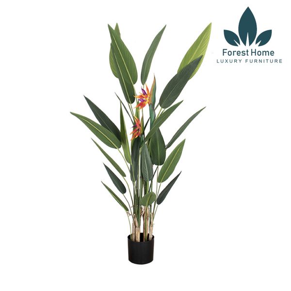  CG6 - CÂY THIÊN ĐIỂU 