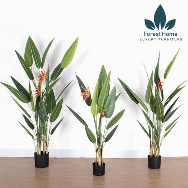  CG6 - CÂY THIÊN ĐIỂU 