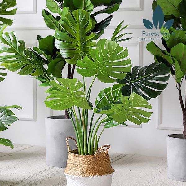  CG3 - CÂY TRẦU BÀ 