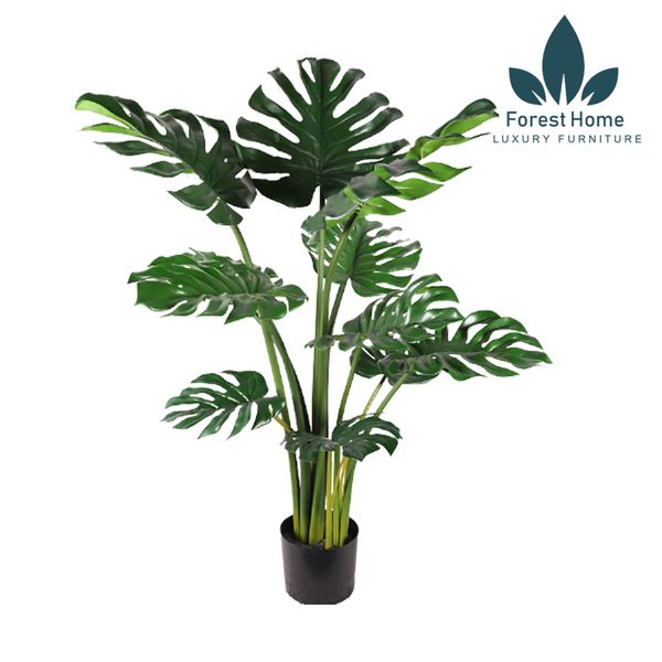  CG3 - CÂY TRẦU BÀ 