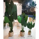  CG2 - CÂY CHUỐI DECOR 