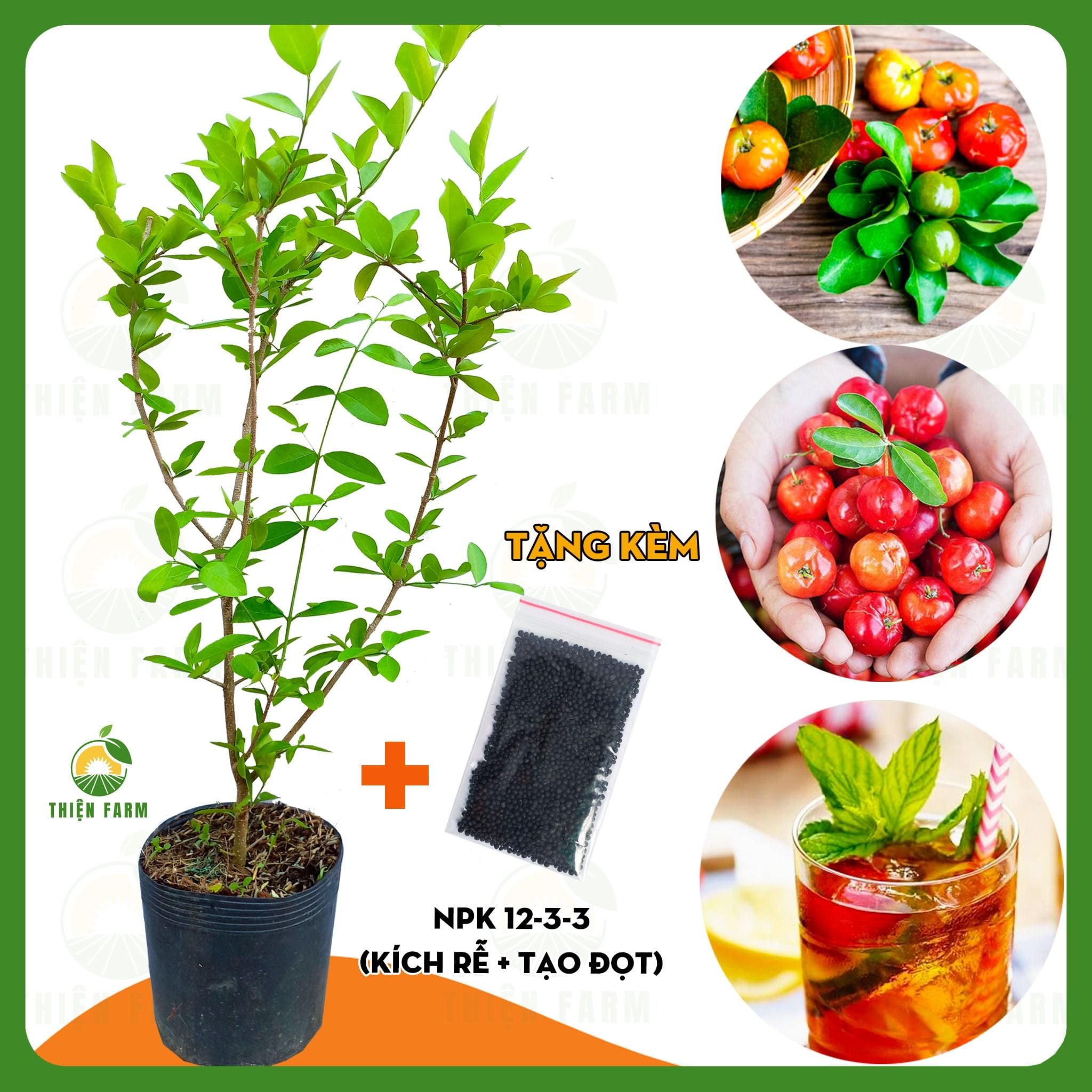 Cây SƠ RI VIỆT – Thiện Farm