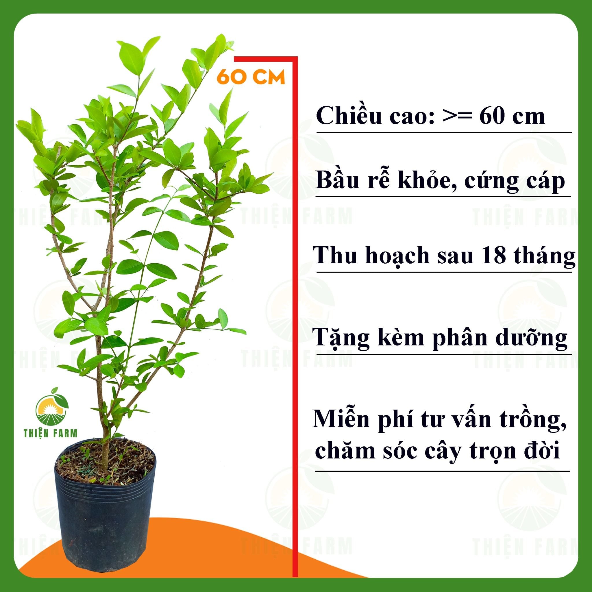 Cây SƠ RI VIỆT – Thiện Farm