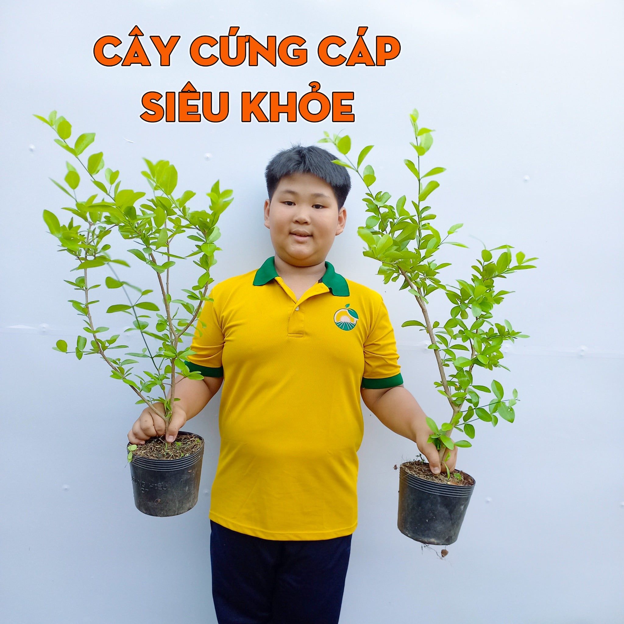 Cây SƠ RI VIỆT – Thiện Farm