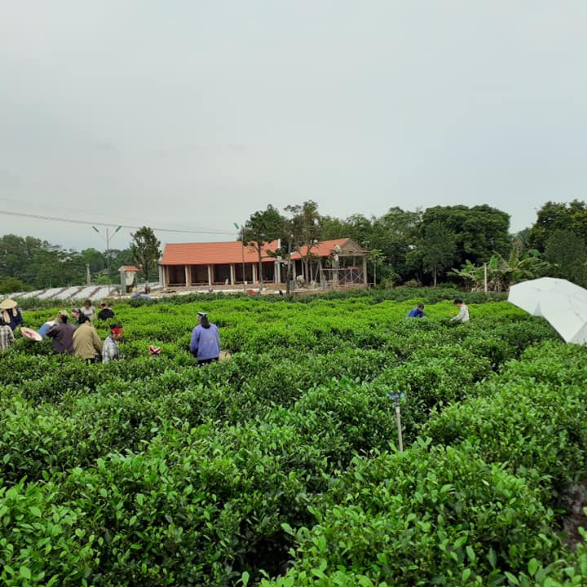  200g trà Thành Công 01 