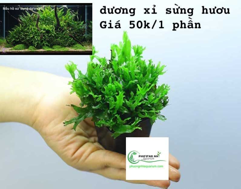 Dương xỉ sừng hươu