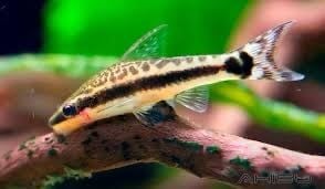 Động vật -Cá Otto