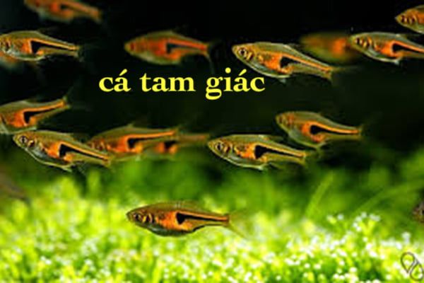 Động vật -Cá tam giác vàng